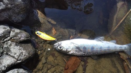 アマゴの釣果