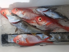 クロムツの釣果