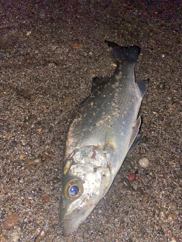 セイゴ（ヒラスズキ）の釣果
