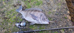 チヌの釣果