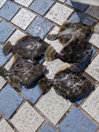 カワハギの釣果