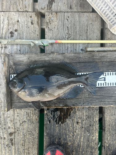 クチブトグレの釣果