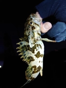 タケノコメバルの釣果