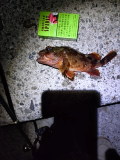 カサゴの釣果