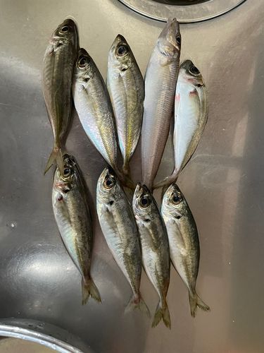 アジの釣果
