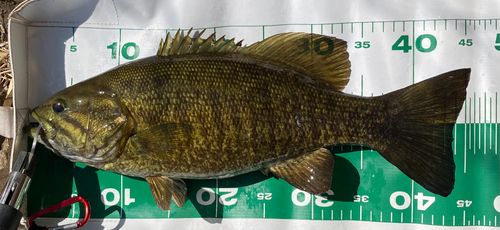 スモールマウスバスの釣果
