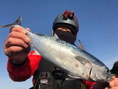 スマガツオの釣果