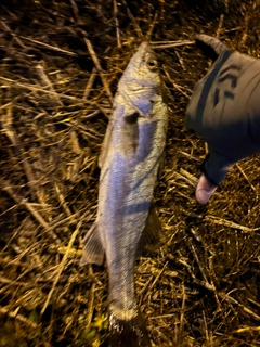 セイゴ（タイリクスズキ）の釣果