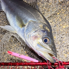 フッコ（マルスズキ）の釣果