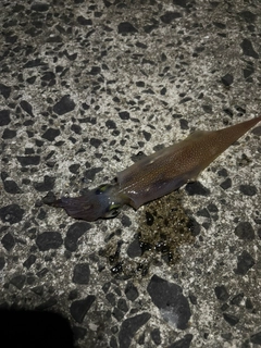 ササイカの釣果