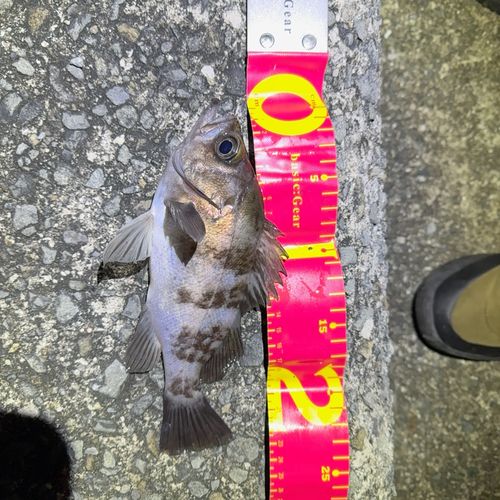 メバルの釣果