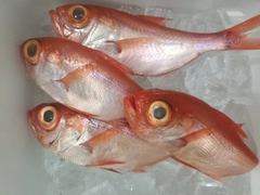 キンメダイの釣果