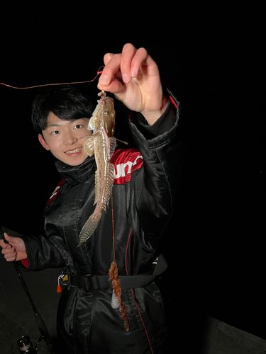 ハゼの釣果