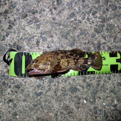 カサゴの釣果
