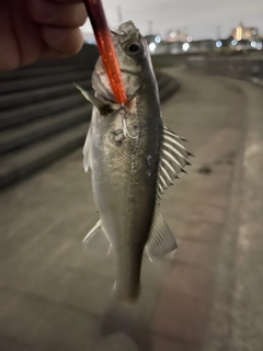 セイゴ（マルスズキ）の釣果