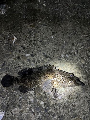 ヤイトハタの釣果