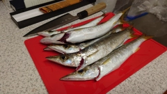 アカカマスの釣果
