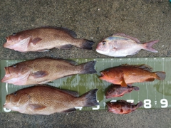 オオモンハタの釣果