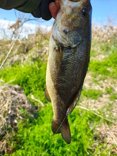 戸田橋で釣れたブラックバスの釣り・釣果情報 - アングラーズ | 釣果