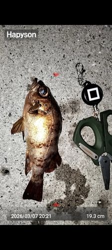 メバルの釣果