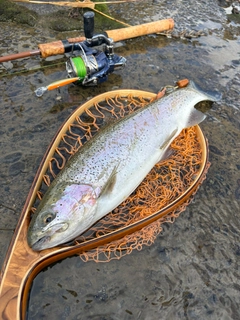 ニジマスの釣果