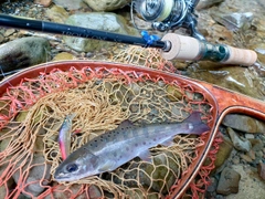 ヤマメの釣果