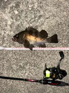 メバルの釣果