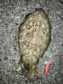 モンゴウイカの釣果