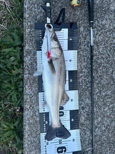 シーバスの釣果