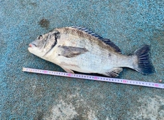 クロダイの釣果