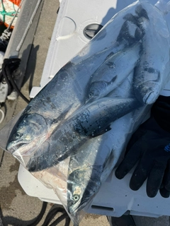 サクラマスの釣果