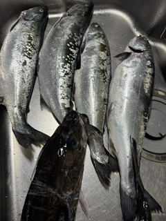 サクラマスの釣果