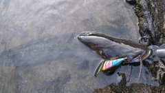 ビワコオオナマズの釣果