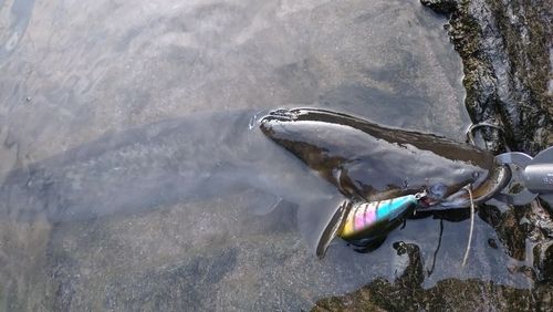 ビワコオオナマズの釣果