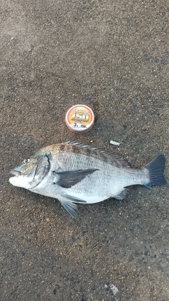 クロダイの釣果