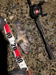 クロソイの釣果