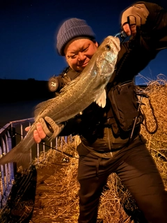 セイゴ（タイリクスズキ）の釣果
