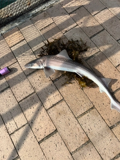 ホシザメの釣果