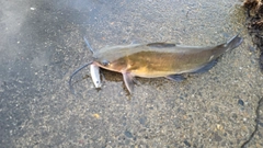 アメリカナマズの釣果