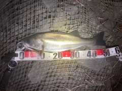 フッコ（マルスズキ）の釣果