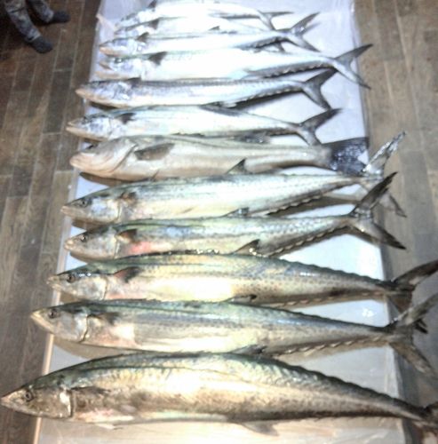 サワラの釣果