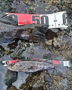 アイナメの釣果