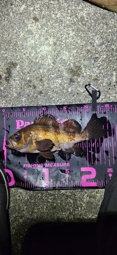 メバルの釣果