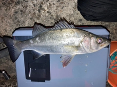 セイゴ（ヒラスズキ）の釣果