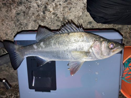 セイゴ（ヒラスズキ）の釣果