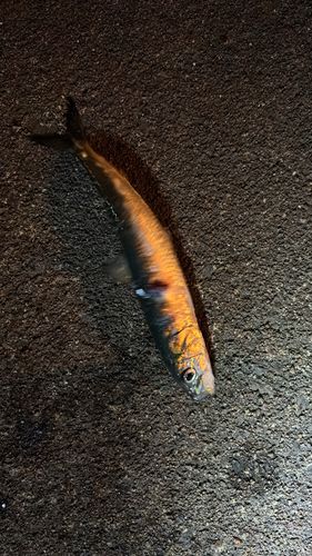 マイワシの釣果