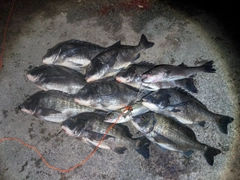 クロダイの釣果