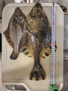 カワガレイの釣果