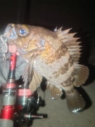 メバルの釣果