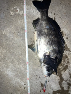クロダイの釣果